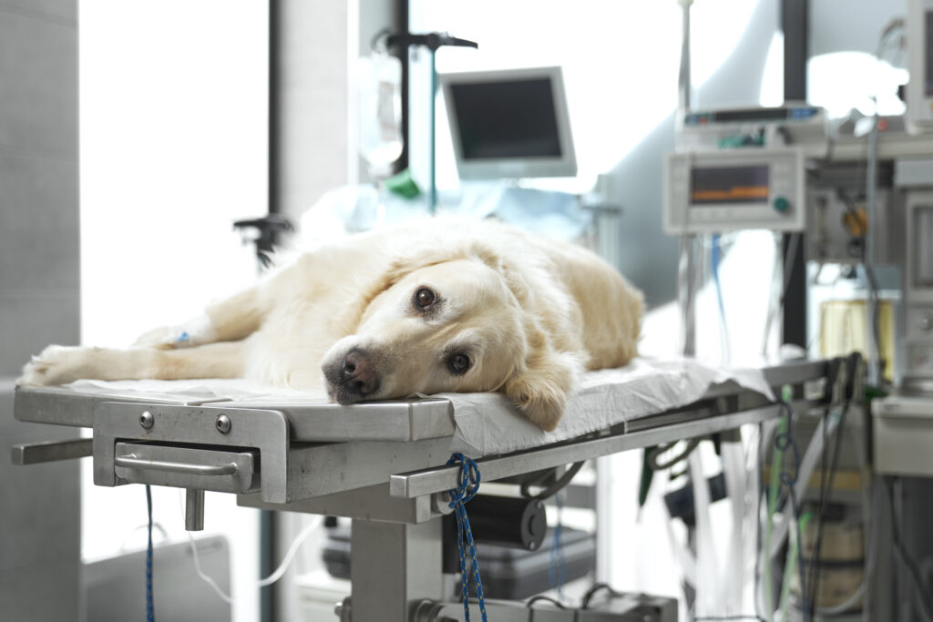 Emergency treatments for pets